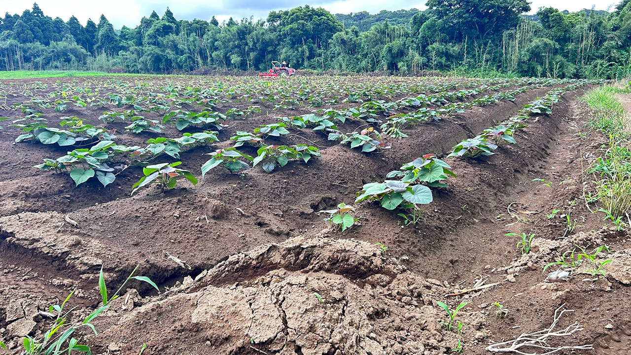 農業コンサルタント