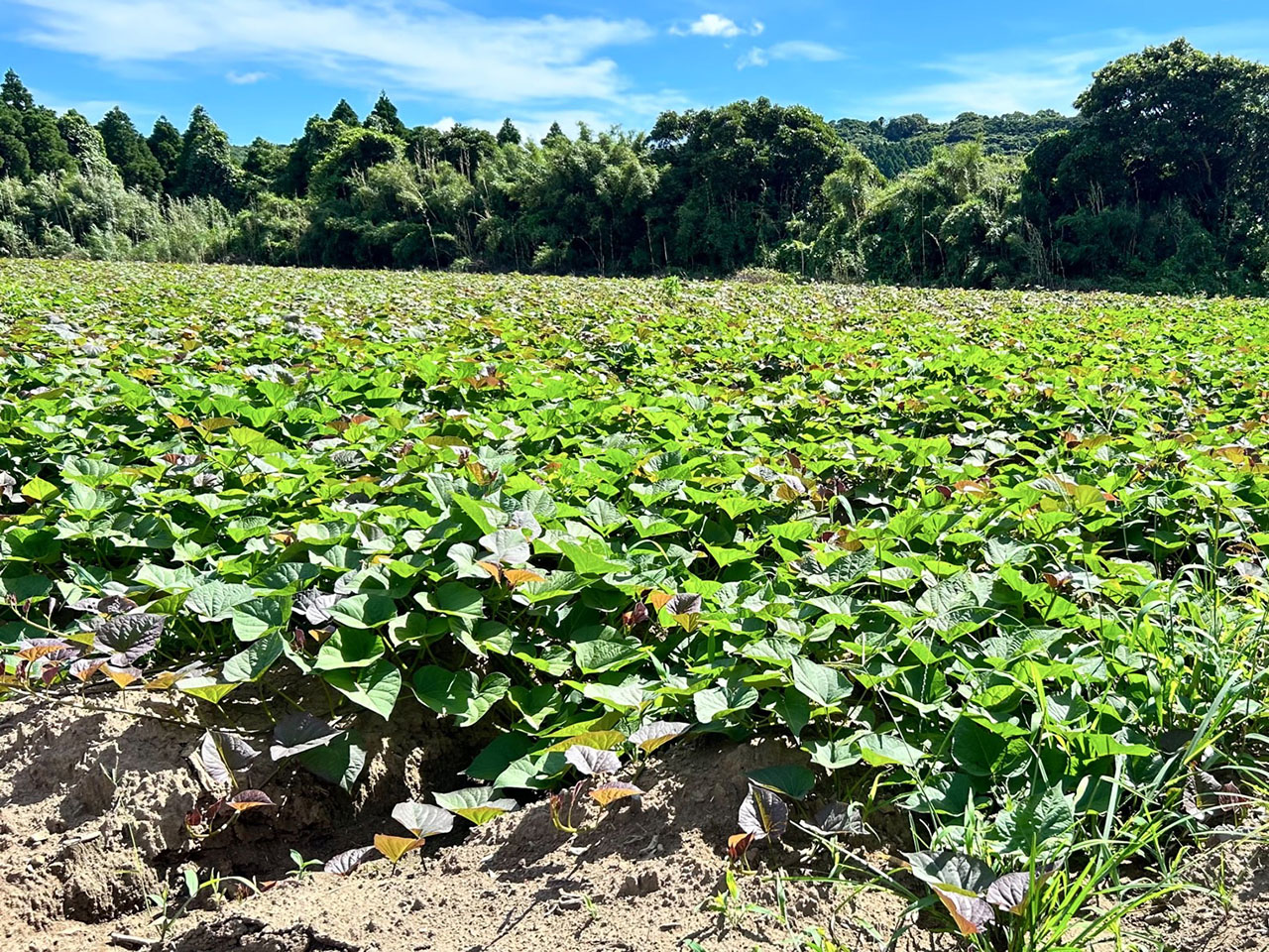 新しい農業モデルの構築